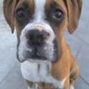 Jacky