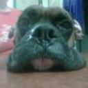 Roko