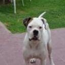Braco