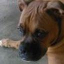 Dobran