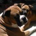 Brandon y dobran