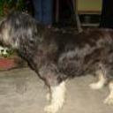 Chiky