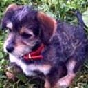 Chispi