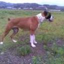 Noah