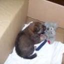 Scrappy
