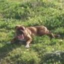 Rockyto