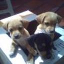 Nino, gringo y negro