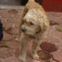 Sebastia
