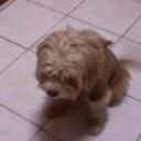 Scrapy