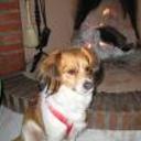 Chispo