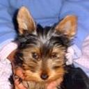 Chiqui