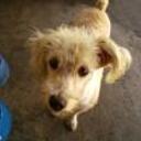 Snoopy