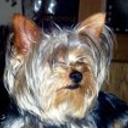 Boster