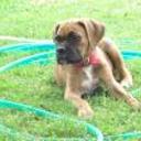 Roco