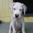 Sanson