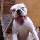 Scooby