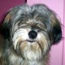 Tomy
