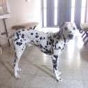 Pongo