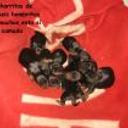 Los cachorros de sara