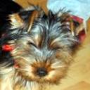 Risto