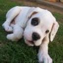 Choper jr.