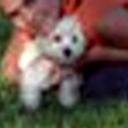 Cody