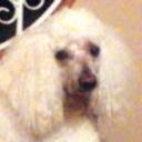 Teddy