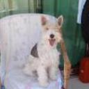 Delfina