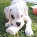 Choper jr.