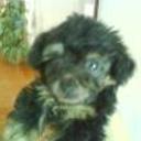Terry