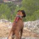 Rex