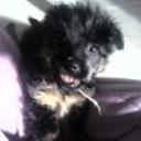 Conguito