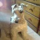 Lassie