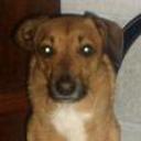 Canelita