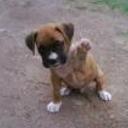Chester