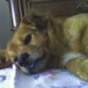 Rufo