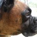 Rex