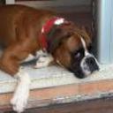 Bruno