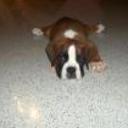 Bruno
