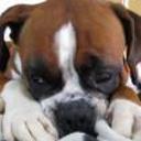 Bruno