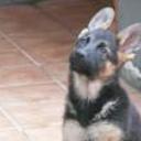 Iria