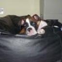 Toby