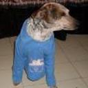 Snoopy