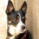 Curro