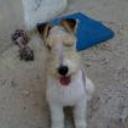 Terry