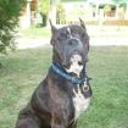 Shaquille