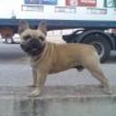 Valentino de le petit boule