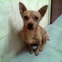 Chiquito