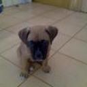 Brutus