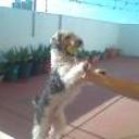Pipi